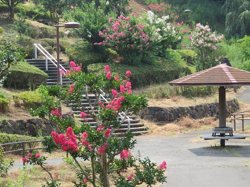 藤枝市総合運動公園、サルスベリ【藤枝市】１１