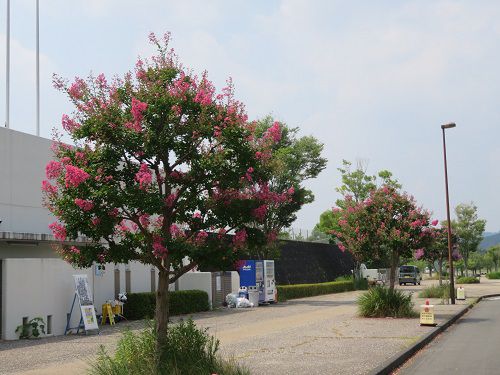 藤枝市総合運動公園、サルスベリ【藤枝市】１