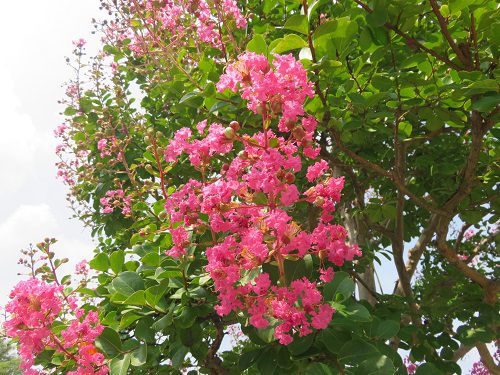 藤枝市総合運動公園、サルスベリ【藤枝市】１２