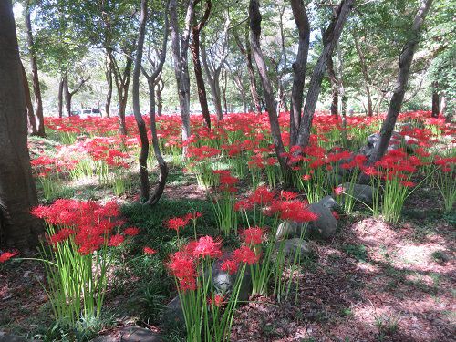 沼久保地区水辺の楽校、彼岸花【富士宮市】