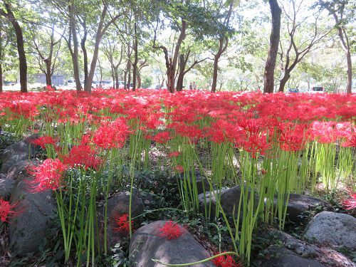 沼久保地区水辺の楽校、彼岸花【富士宮市】＜Part1＞