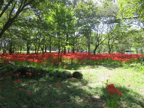 沼久保地区水辺の楽校、彼岸花【富士宮市】＜Part２＞