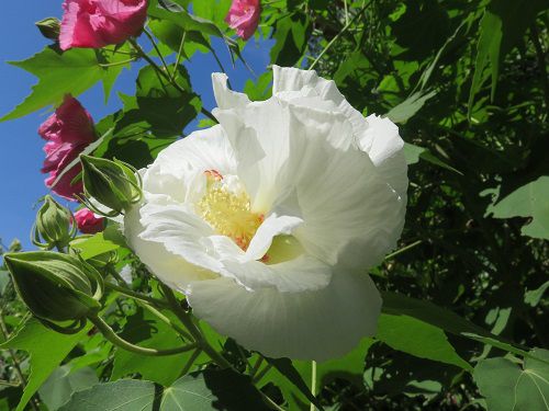 芙蓉　ホワイト