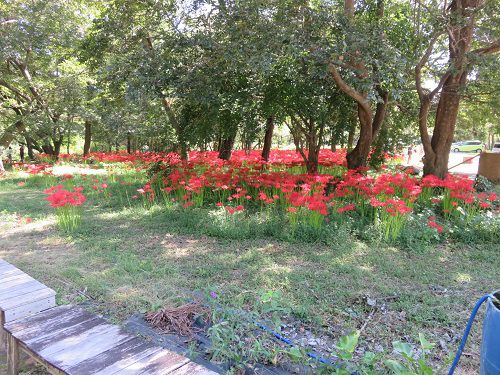 沼久保地区水辺の楽校、彼岸花【富士宮市】＜Part３＞