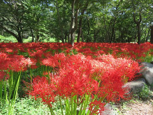 沼久保地区水辺の楽校、彼岸花【富士宮市】B