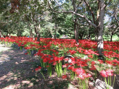 沼久保地区水辺の楽校、彼岸花【富士宮市】A