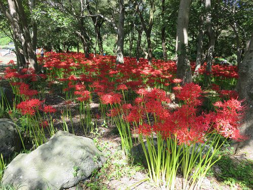 沼久保地区水辺の楽校、彼岸花【富士宮市】＜Part７＞