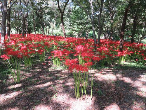 沼久保地区水辺の楽校、彼岸花【富士宮市】＜Part４＞