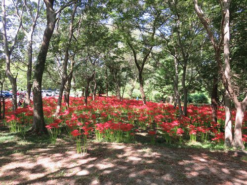 沼久保地区水辺の楽校、彼岸花【富士宮市】＜Part５＞