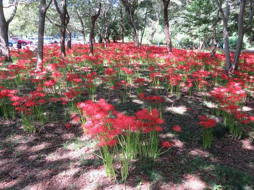 沼久保地区水辺の楽校、彼岸花【富士宮市】＜Part＞