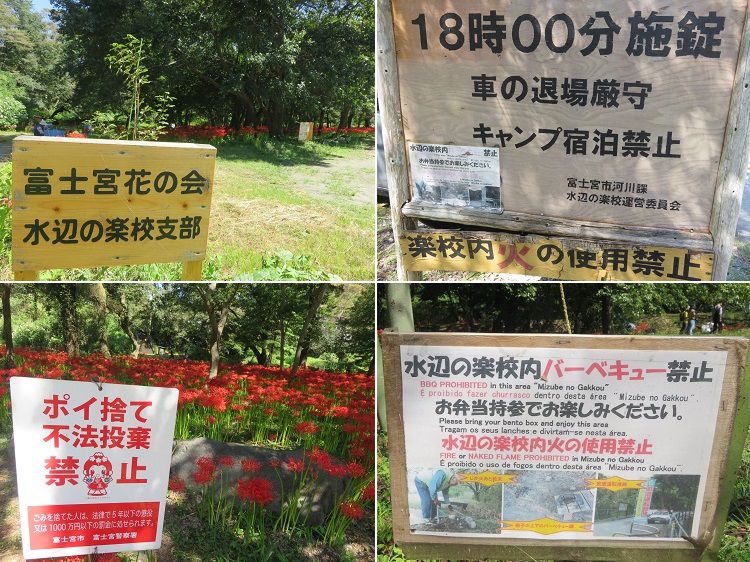 沼久保地区水辺の楽校、彼岸花【富士宮市】＜Part９＞