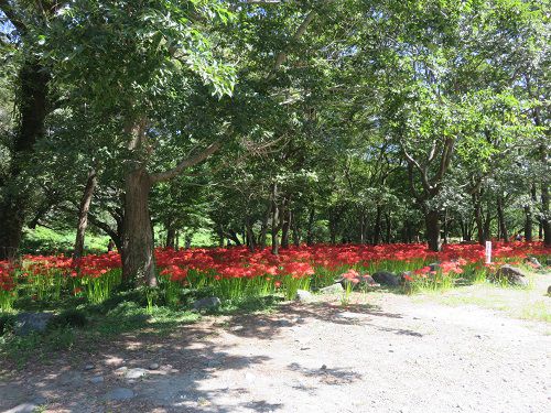 沼久保地区水辺の楽校、彼岸花【富士宮市】＜Part８＞