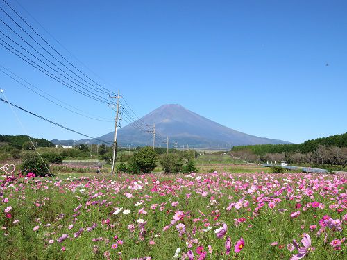 すそのパノラマロード「パノラマ遊花の里」コスモス（Part１）