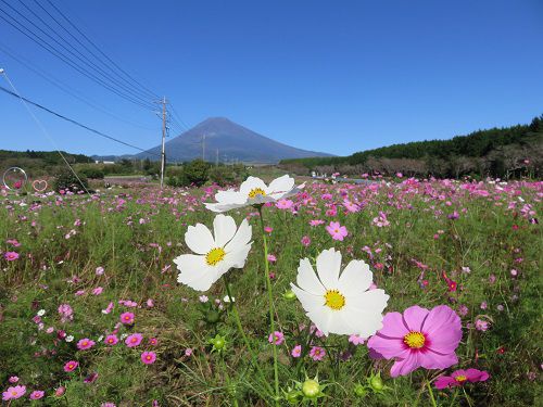 すそのパノラマロード「パノラマ遊花の里」コスモス（Part４）