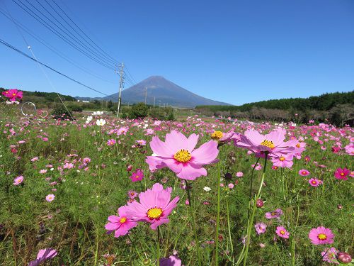 すそのパノラマロード「パノラマ遊花の里」コスモス（Part５）