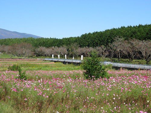 すそのパノラマロード「パノラマ遊花の里」コスモス（Part９）