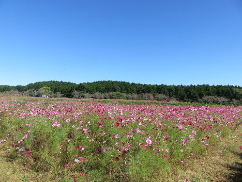 すそのパノラマロード「パノラマ遊花の里」コスモス（Part２）