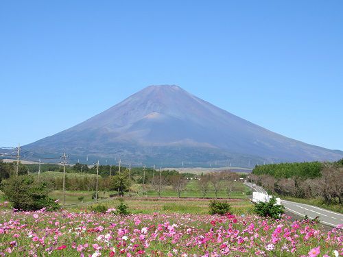 すそのパノラマロード「パノラマ遊花の里」コスモス（Part６）