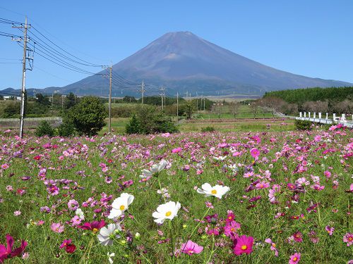 すそのパノラマロード「パノラマ遊花の里」コスモス（Part３）