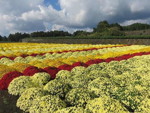 今宮地区のドーム菊【富士市】７