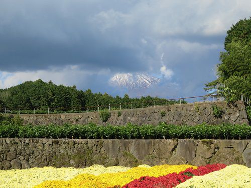 今宮地区のドーム菊【富士市】８