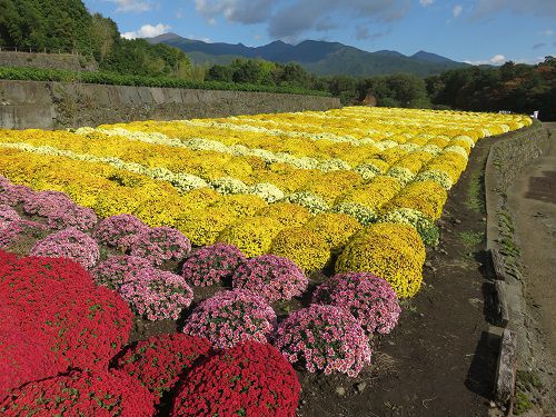 今宮地区のドーム菊【富士市】見頃