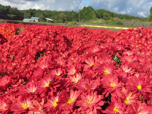 今宮地区のドーム菊【富士市】