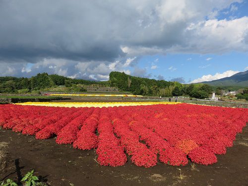 今宮地区のドーム菊【富士市】１