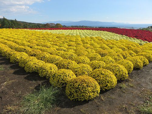 今宮地区のドーム菊【富士市】３