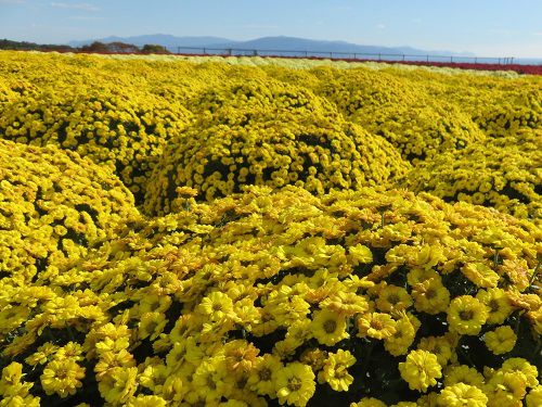 今宮地区のドーム菊【富士市】４
