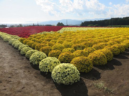 今宮地区のドーム菊【富士市】