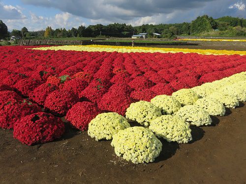 今宮地区のドーム菊【富士市】５