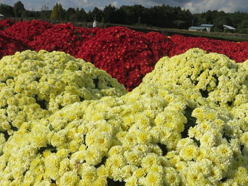 今宮地区のドーム菊【富士市】６