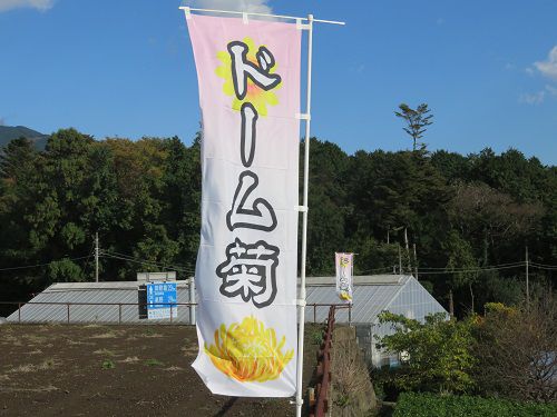 今宮地区のドーム菊【富士市】９