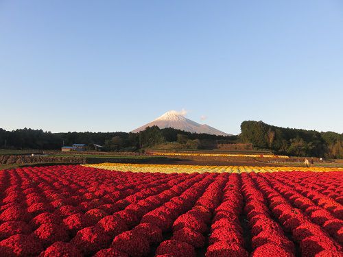 今宮地区のドーム菊【富士市】富士山ビュー⓶