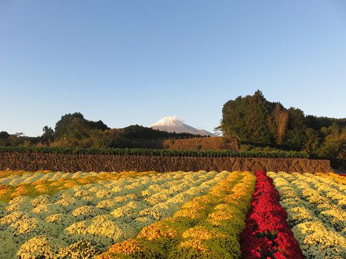 今宮地区のドーム菊【富士市】富士山ビュー①