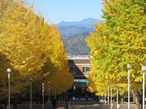 静岡県立大学、イチョウ並木の紅葉【静岡市】：銀杏並木