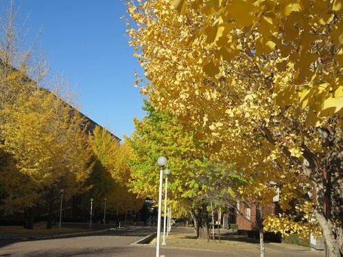 静岡県立大学、イチョウ並木の紅葉【静岡市】：イチョウ並木