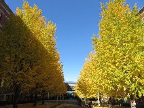 静岡県立大学、イチョウ並木の紅葉【静岡市】：天気良い