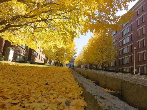 静岡県立大学、イチョウ並木の紅葉【静岡市】：下からの眺め
