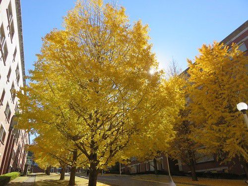 静岡県立大学、イチョウ並木の紅葉【静岡市】：紅葉時期のイチョウ