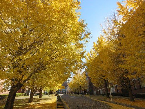 静岡県立大学、イチョウ並木の紅葉【静岡市】