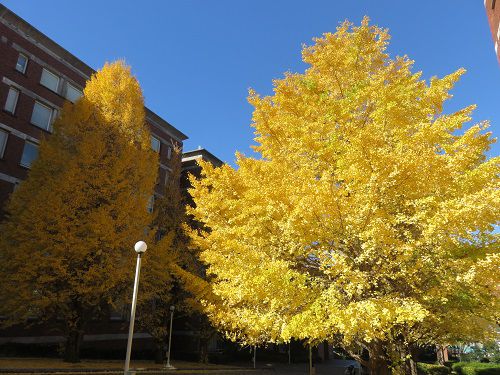 静岡県立大学、イチョウ並木の紅葉【静岡市】：紅葉風景