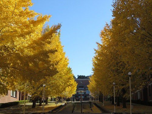 静岡県立大学、イチョウ並木の紅葉【静岡市】：紅葉２