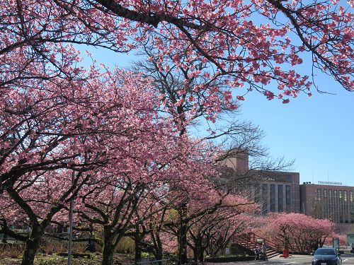 御殿場高原時之栖、河津桜【御殿場市】：第一駐車場