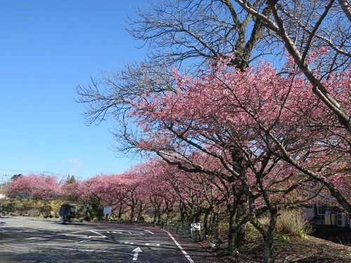 御殿場高原時之栖、河津桜【御殿場市】