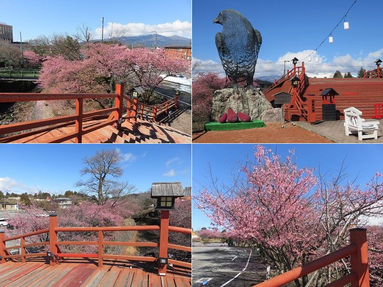 御殿場高原時之栖、河津桜【御殿場市】：初夢の橋