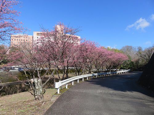 御殿場高原時之栖、河津桜【御殿場市】：第3駐車場