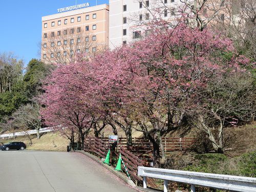 御殿場高原時之栖、河津桜【御殿場市】：見頃の河津桜
