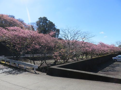 御殿場高原時之栖、河津桜【御殿場市】：第3駐車場付近